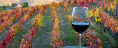 Douro Valley Wine Tasting Douro Valley Wine Tasting