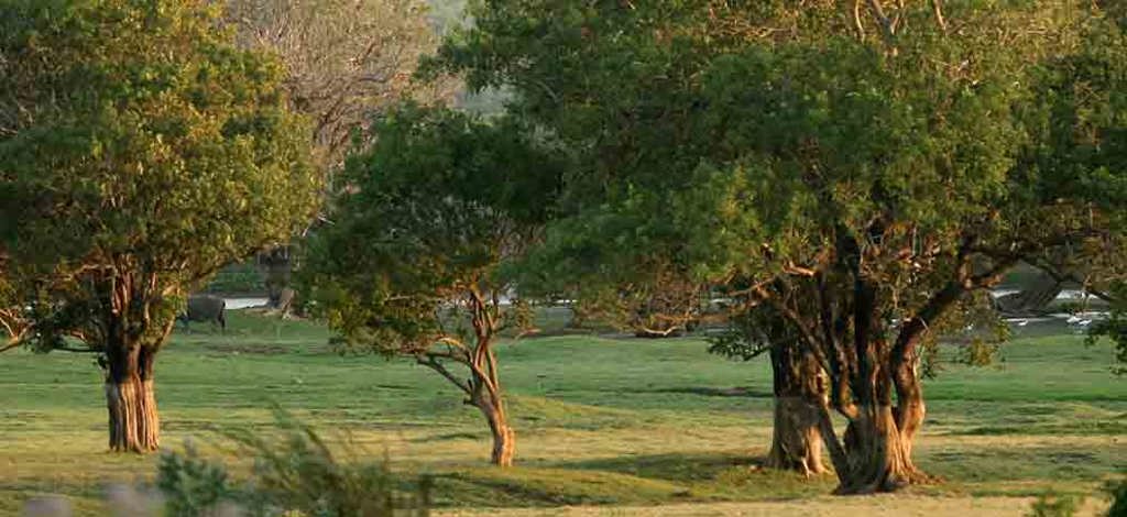 Holidays to Anuradhapura