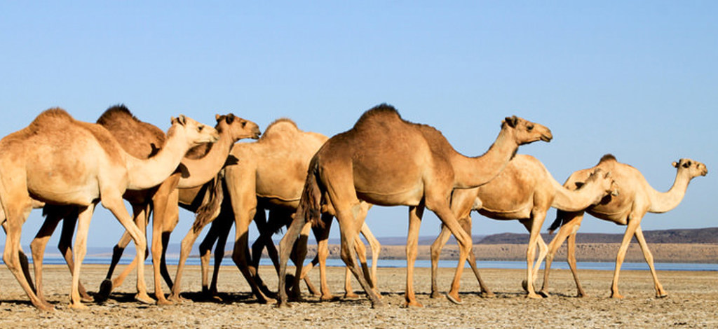Hotels in Djibouti