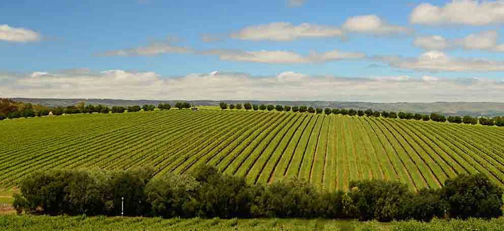 Holidays to Mclaren Vale